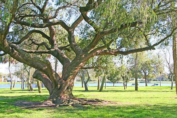 istock Shade of the Grand Oak 139859072