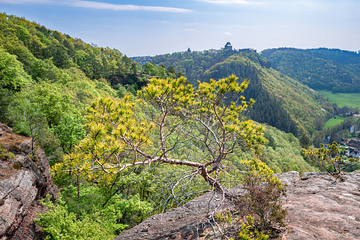 Nideggen, Germany - May 2022: Beautiful hill landscape near the castle of Nideggen in Eifel National Park, Germany. Pine shrub on a rock in the foreground.
