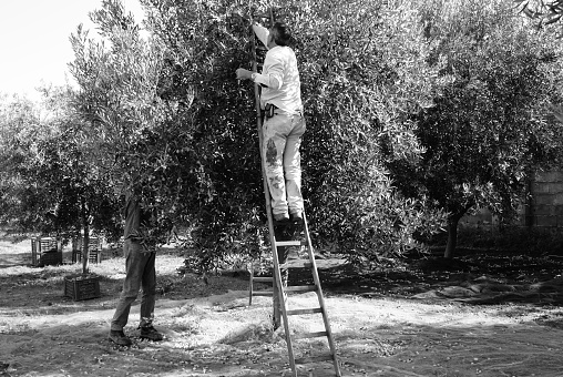 A man picking olives from the tree. Harvest time. Sicily