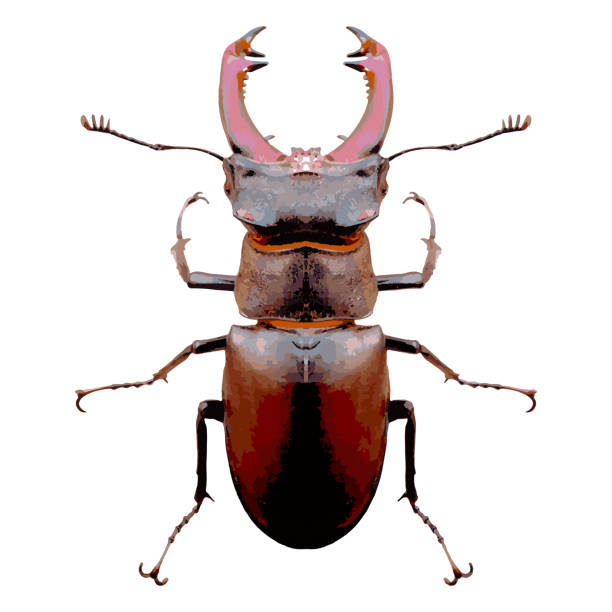 bildbanksillustrationer, clip art samt tecknat material och ikoner med beetle deer male realistic vector illustration isolated on white background - pentatomidae