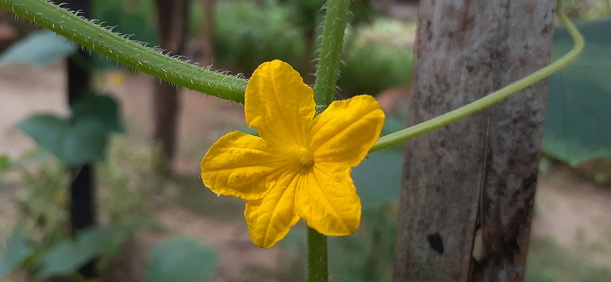Yellow Cucumber Flower Isolated on Blurred Background, Cucumber is a Cucurbitaceae family widely cultivated creeping vine plant. It is mostly use as a vegetable.