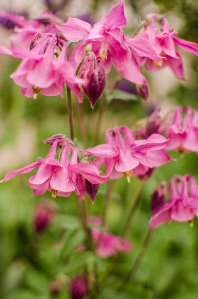 istock Beautiful aquilegia flowers bloom outdoors in spring for bouquets 1398593609