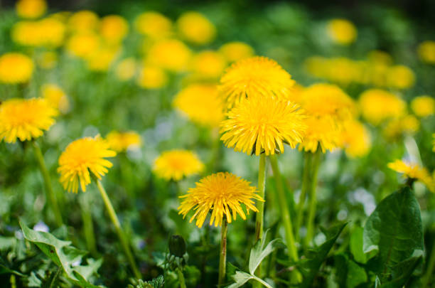 istock Delicate and light dandelion flowers outdoors 1398593762