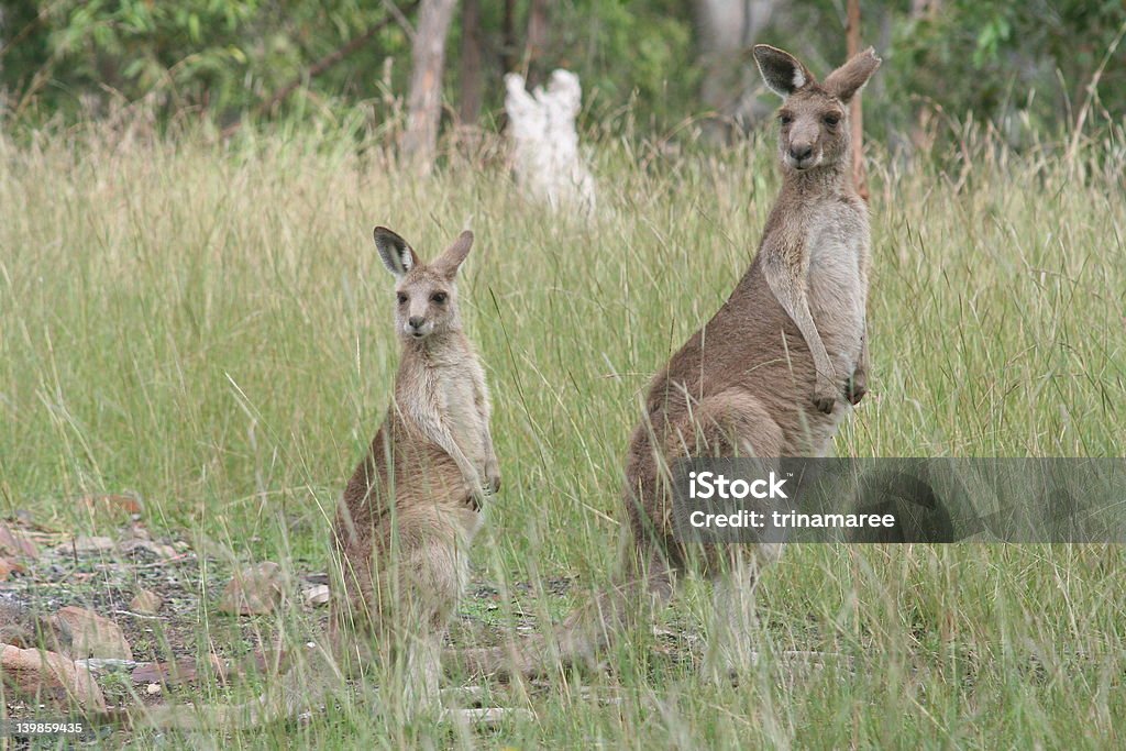 Icone australiano - Foto stock royalty-free di Canguro