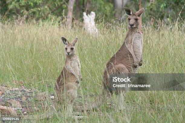 Icone Australiano - Fotografie stock e altre immagini di Canguro - Canguro, Madre, Bebé