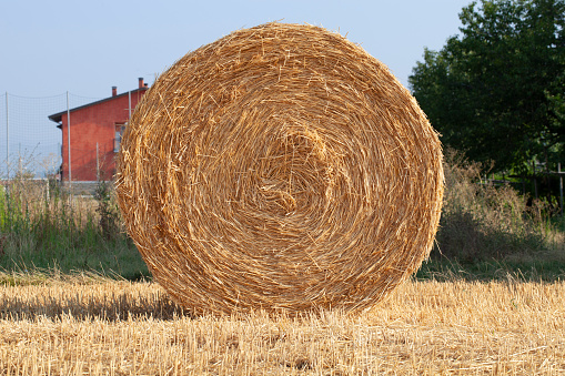 City Cesis, Latvia Republic. Overcast day, meadow hay rolls and trees around. July 7. 2019 Travel photo.