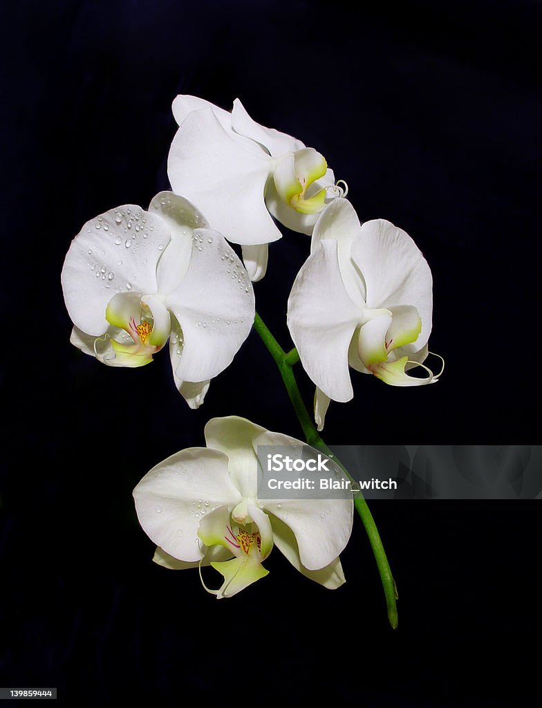 orchid - Foto de stock de Agua libre de derechos