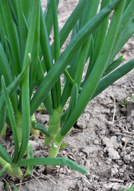 istock Spring in the garden grows young green onions 1398594489