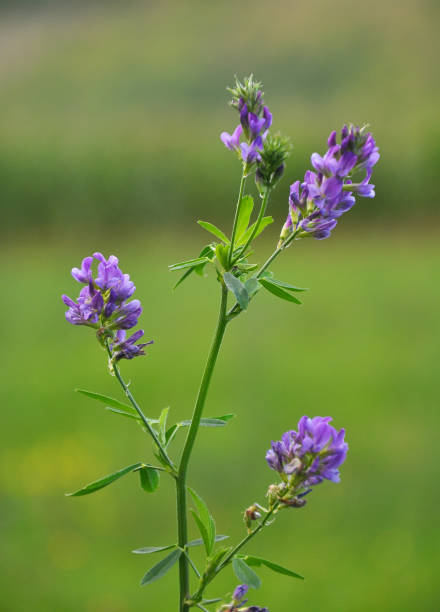 istock The field is blooming alfalfa 1398594631