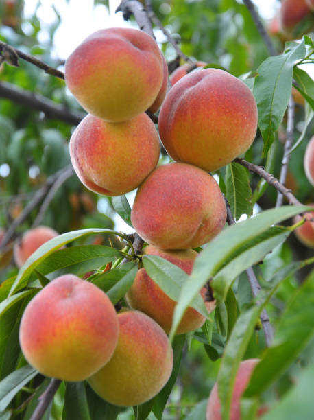 istock On the tree branch ripe peach fruits 1398594655