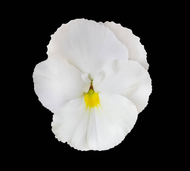 istock White flower isolated on black background. Pansies 1398594738