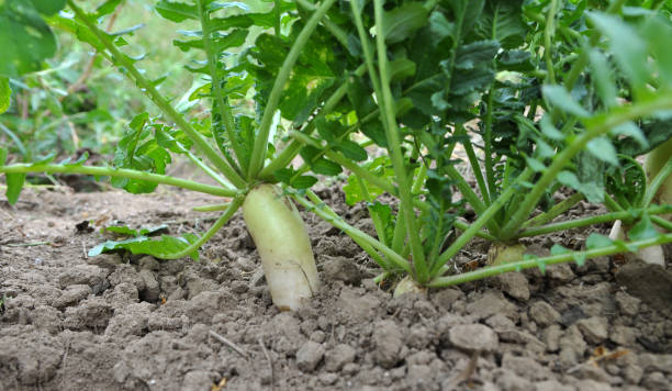 istock Daikon radish grows in organic open ground 1398594741
