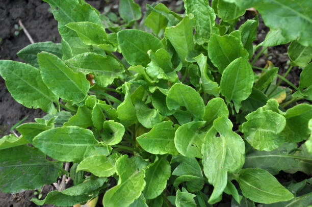 istock In the open ground in the garden grows sorrel. 1398594854