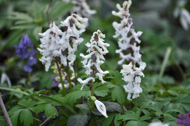 istock In spring, Corydalis cava blooms in the forest 1398594910