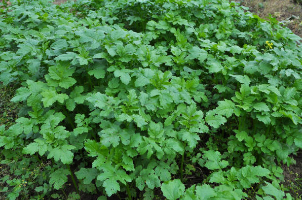 istock Mustard sprouts grown for organic fertilizer 1398594917