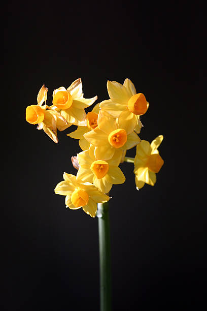 Yellow Spring Flowers stock photo