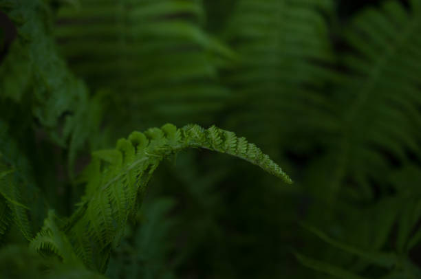 istock Beautiful unopened fern leaf. Nature concept. 1398595596