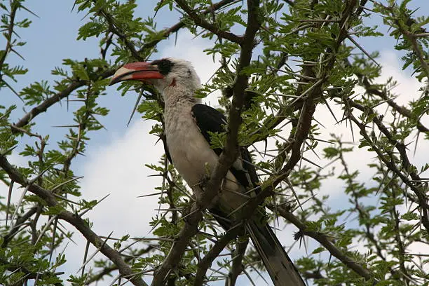 Hornbill in Tanzania