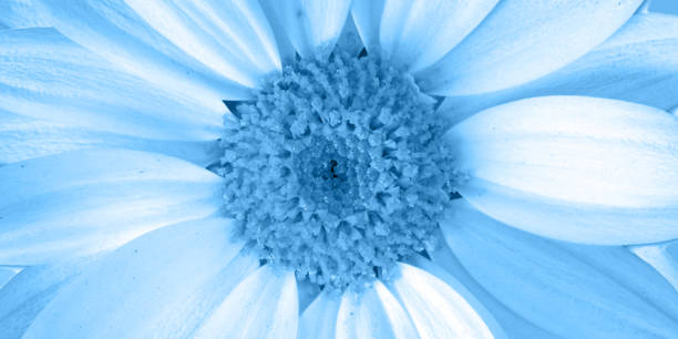 istock Floral background of blue daisies 1398596704