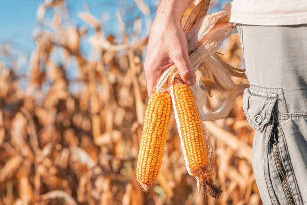 Farmer holding harvested ear of corn in field stock photo