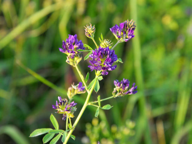 istock The field is blooming alfalfa 1398597187