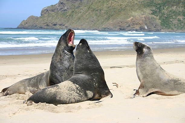 Colony of New Zealand fur seals sunbathing on rocky near Kaikoura, South Island, New Zealand