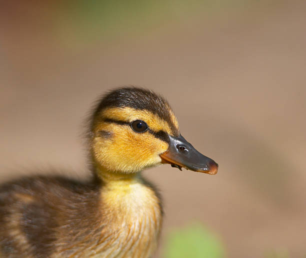 Baby-Ente, Porträt – Foto