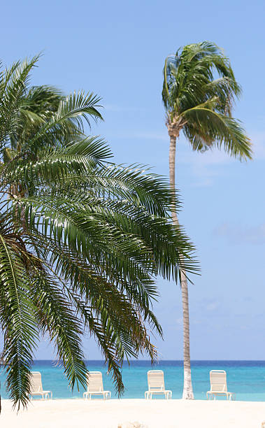 Palms One Palm Trees ocean beach papua new guinea stock pictures, royalty-free photos & images