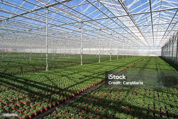 Foto de Jovem Plantas e mais fotos de stock de Botânica - Assunto - Botânica - Assunto, Calor, Canteiro de Flores