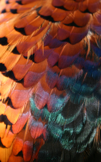 Beautiful, iridescent pheasant feathers