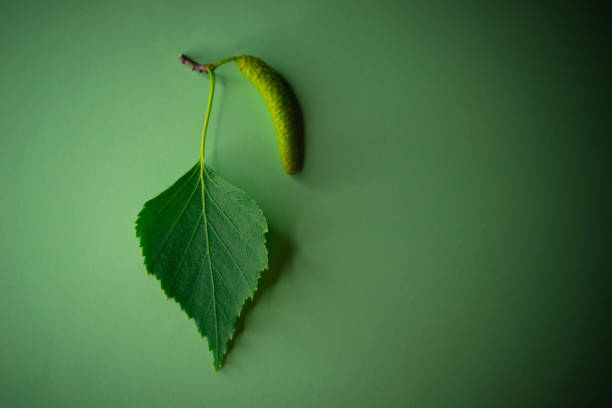 branche de bouleau avec feuille verte et boucle d’oreille sur la table vert foncé - boucle doreille photos et images de collection