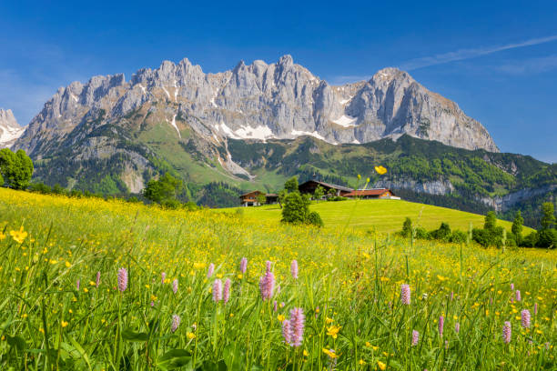 Idyllic alpine scenery, farmhouse in front of Wilder Kaiser, Austria, Tirol - Kaiser Mountains stock photo