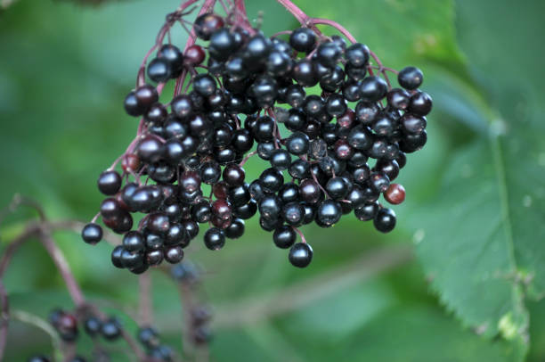 istock Bunch of elderberries with ripe berries 1398599226