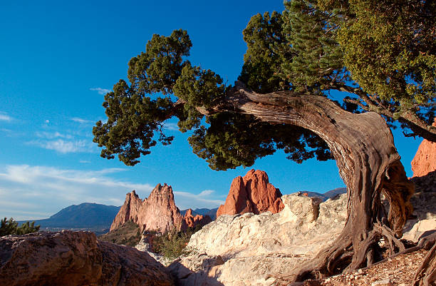 istock Tree in the Garden 139859958