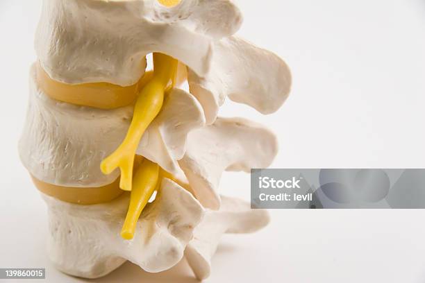 Foto de Peça De Coluna e mais fotos de stock de Coluna Vertebral - Vértebra - Coluna Vertebral - Vértebra, Fotografia - Imagem, Região lombar