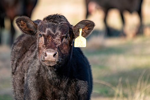 Young black Angus calf with yellow ear tag - close up.