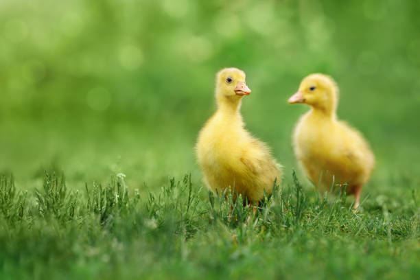 two cute fluffy goslings walks on green grass