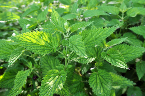 istock Natural overgrown nettles (Urtica dioica). 1398600672