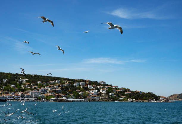 istock Island view and seagulls in summer. 1398600703