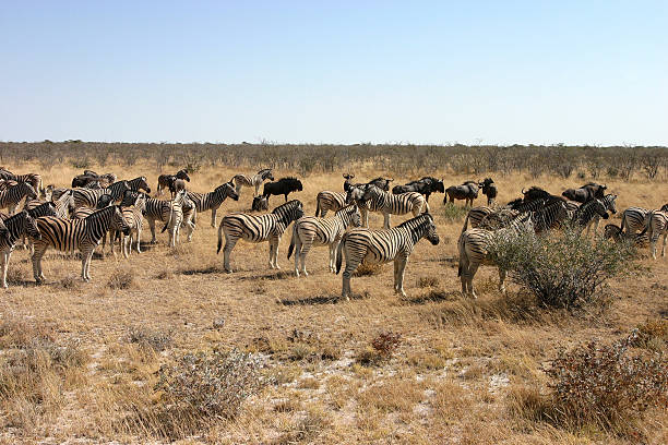 istock Wildebeests and Zebras 139860072