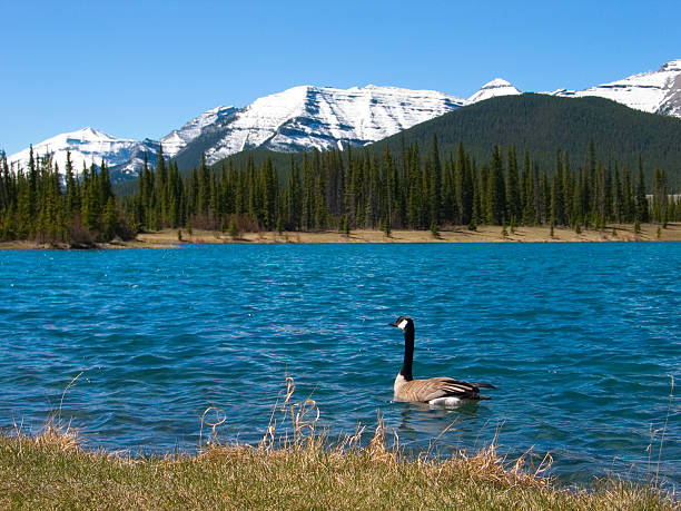 istock Mountain Swimmer 139860079