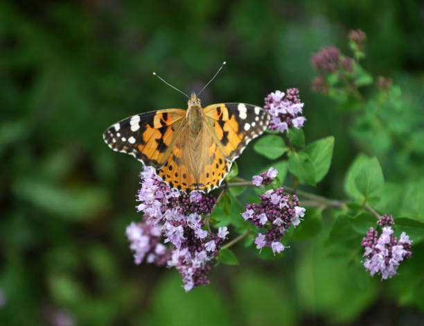 Vanessa cardui butterfly sits on flowering oregano grass