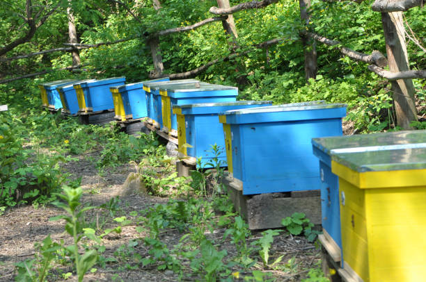 The nomadic apiary was taken out to collect honey in the forest