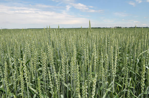 istock In the field growing green winter wheat 1398601481