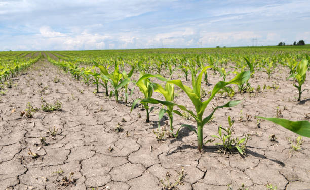 istock Young corn grows on the farmer's field. 1398601482