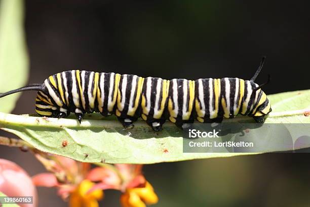 Monarch Raupe Auf Blatt Stockfoto und mehr Bilder von Bizarr - Bizarr, Blatt - Pflanzenbestandteile, Botanik