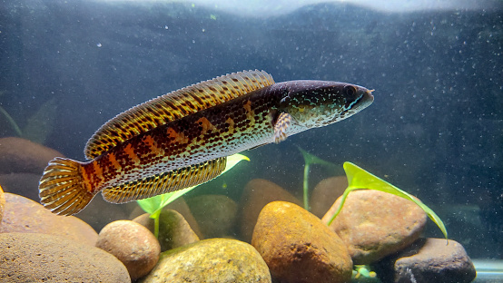 Pike Common fish (Esox Lucius) isolated