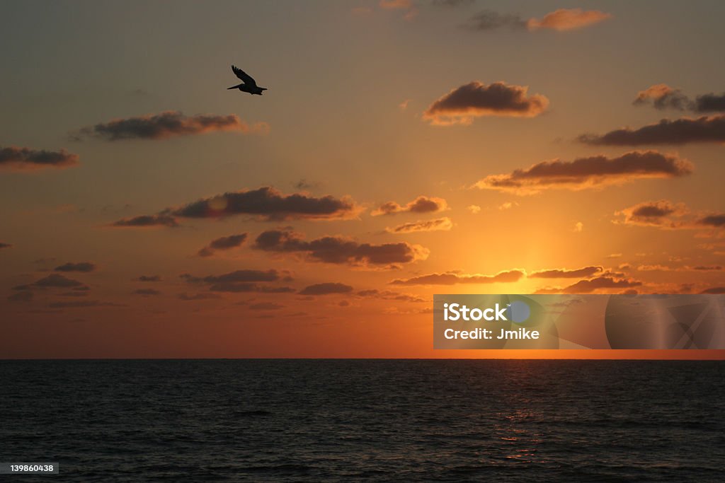 Pelikan Sunrise - Zbiór zdjęć royalty-free (Ameryka Łacińska)