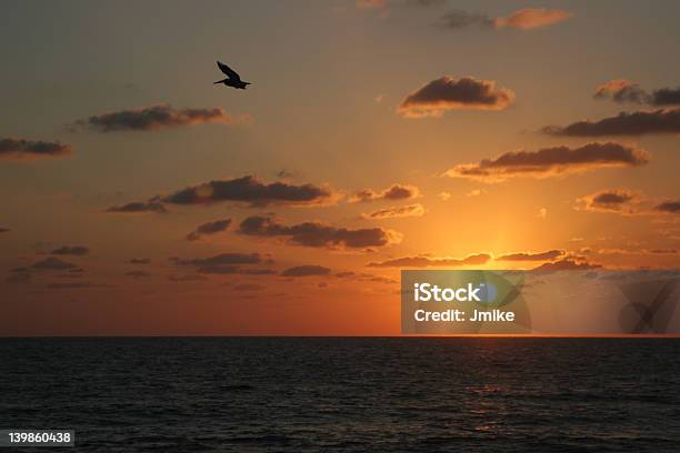 Pelikan Sunrise - zdjęcia stockowe i więcej obrazów Ameryka Łacińska - Ameryka Łacińska, Dorosły, Fotografika