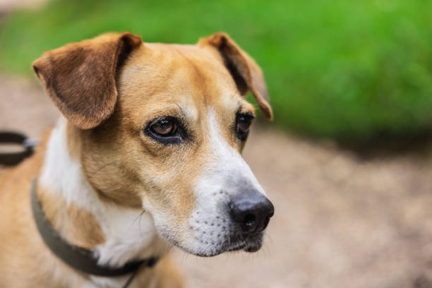 istock On the mountain with dog 1398605068